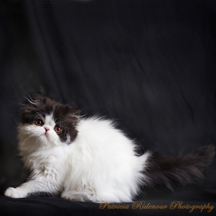 Persian_TICA_Cat show Photography_Patricia Ridenour_Temple Parlor cattery